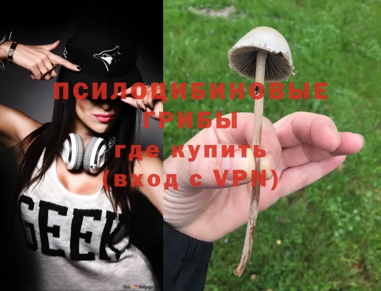 ОМГ ОМГ ссылки  Макушино  Галлюциногенные грибы Cubensis 